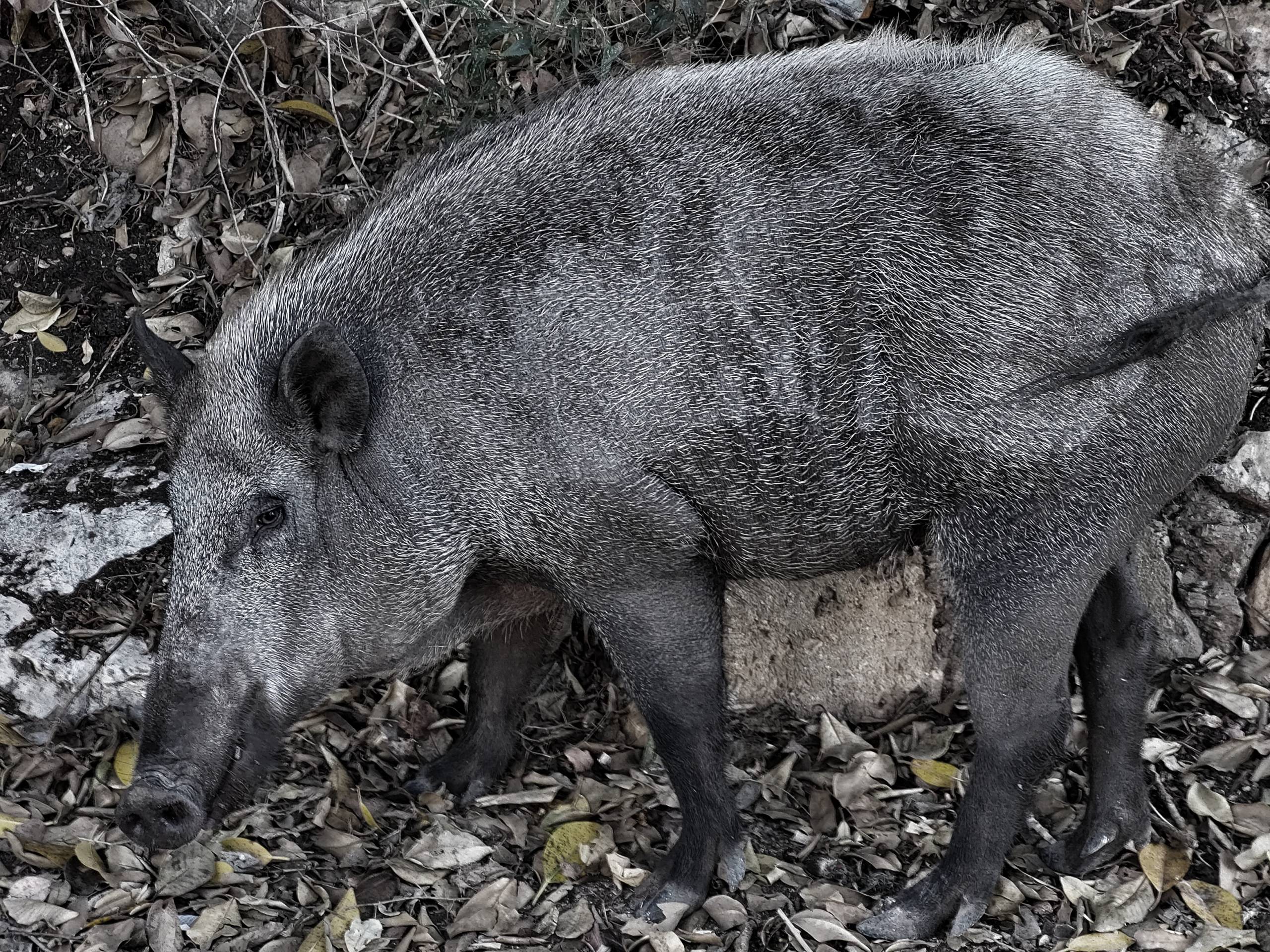 Wild boar