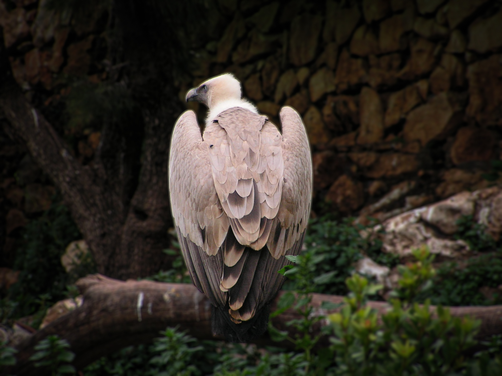 image from Shooting a Griffon Vulture From Behind: Why the Back View Beats the Portrait
